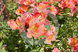 Red flowers of Alstroemeria is a floristÃ¢â¬â¢s dream flower photo